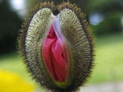  女人下体长啥样最受男人欢迎