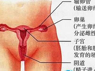  女性阴部真实照片