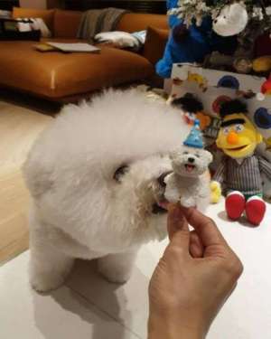 蔡依林为爱犬屋虎庆生 网友：Jolin还缺不缺宠物！
