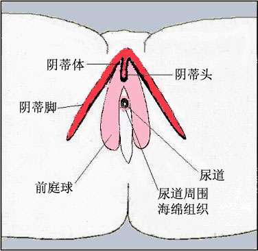 阴蒂高潮和阴道高潮有区别吗