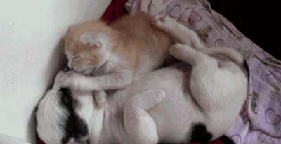 Fi_XAT5OCl7OMKitzdAAcIer33S4.gif