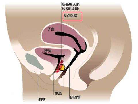 阴蒂高潮和阴道高潮有区别吗